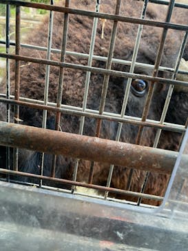 群馬サファリパークに投稿された画像（2023/1/7）