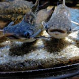 カワスイ 川崎⽔族館に投稿された画像（2023/1/7）