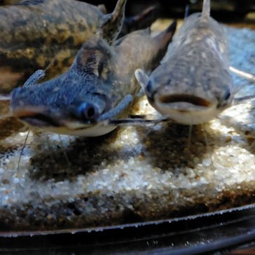 カワスイ 川崎⽔族館に投稿された画像（2023/1/7）