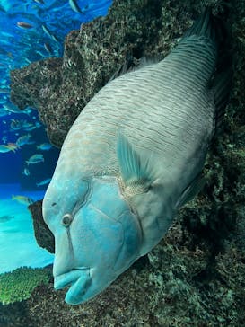 サンシャイン水族館に投稿された画像（2023/1/7）