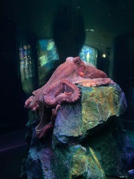 サンシャイン水族館に投稿された画像（2023/1/7）