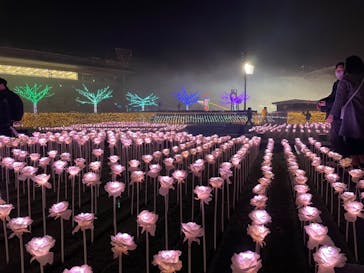 東京メガイルミに投稿された画像（2023/1/7）