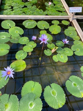 熱川バナナワニ園に投稿された画像（2023/1/7）