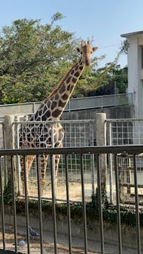 沖縄こどもの国に投稿された画像（2023/1/7）