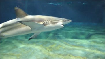 アクアワールド茨城県大洗水族館に投稿された画像（2023/1/7）