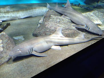 アクアワールド茨城県大洗水族館に投稿された画像（2023/1/7）