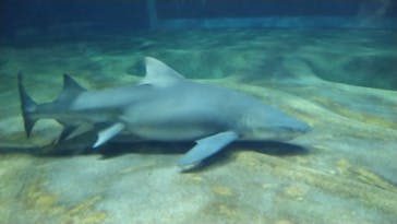 アクアワールド茨城県大洗水族館に投稿された画像（2023/1/7）
