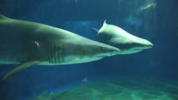 アクアワールド茨城県大洗水族館に投稿された画像（2023/1/7）