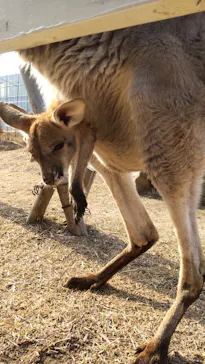 神戸どうぶつ王国に投稿された画像（2023/1/7）