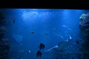 京都水族館に投稿された画像（2023/1/7）
