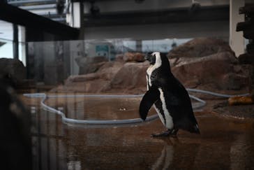 京都水族館に投稿された画像（2023/1/7）