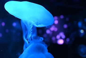 京都水族館に投稿された画像（2023/1/7）