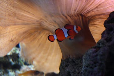 京都水族館に投稿された画像（2023/1/7）