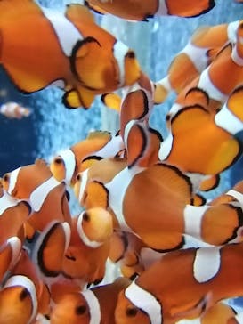 鴨川シーワールドに投稿された画像（2023/1/7）