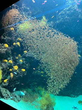 環境水族館アクアマリンふくしまに投稿された画像（2023/1/7）