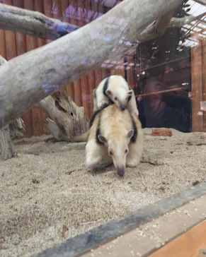 神戸どうぶつ王国に投稿された画像（2023/1/7）