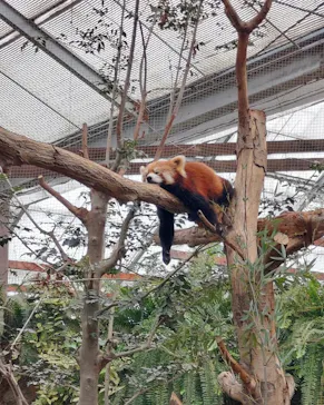 神戸どうぶつ王国に投稿された画像（2023/1/7）