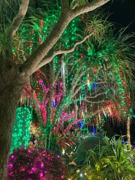 美らヤシパークオキナワ・東南植物楽園に投稿された画像（2023/1/7）