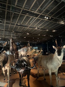 国立科学博物館に投稿された画像（2023/1/7）