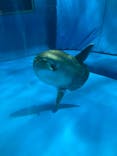 アクアワールド茨城県大洗水族館に投稿された画像（2023/1/7）