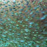 環境水族館アクアマリンふくしまに投稿された画像（2023/1/8）