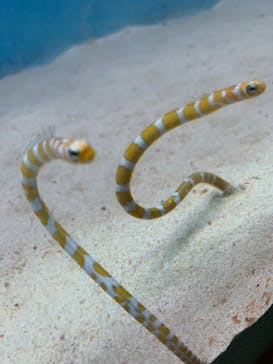 大分マリーンパレス水族館 「うみたまご」に投稿された画像（2023/1/8）