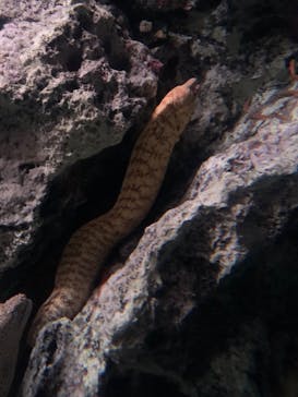 大分マリーンパレス水族館 「うみたまご」に投稿された画像（2023/1/8）