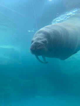 大分マリーンパレス水族館 「うみたまご」に投稿された画像（2023/1/8）