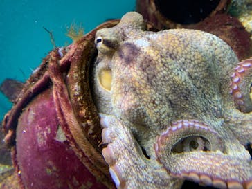 大分マリーンパレス水族館 「うみたまご」に投稿された画像（2023/1/8）