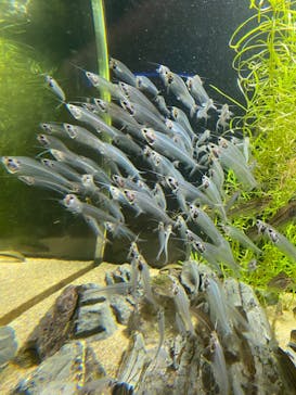 カワスイ 川崎⽔族館に投稿された画像（2023/1/8）