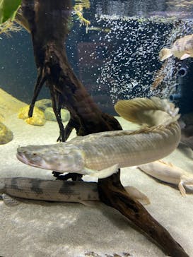 カワスイ 川崎⽔族館に投稿された画像（2023/1/8）