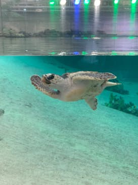 鴨川シーワールドに投稿された画像（2023/1/8）