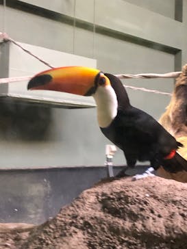 カワスイ 川崎⽔族館に投稿された画像（2023/1/8）