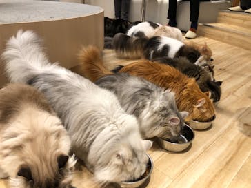 猫カフェモカ　イオンレイクタウン店に投稿された画像（2023/1/8）