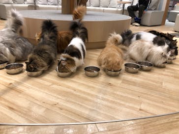 猫カフェモカ　イオンレイクタウン店に投稿された画像（2023/1/8）