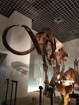 国立科学博物館に投稿された画像（2023/1/8）