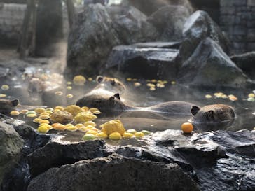 伊豆シャボテン動物公園に投稿された画像（2023/1/8）