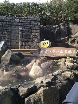 伊豆シャボテン動物公園に投稿された画像（2023/1/8）