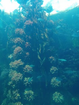 環境水族館アクアマリンふくしまに投稿された画像（2023/1/8）