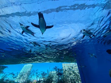 サンシャイン水族館に投稿された画像（2023/1/8）