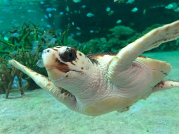 鴨川シーワールドに投稿された画像（2023/1/8）