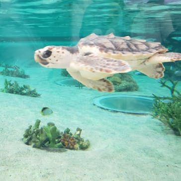 鴨川シーワールドに投稿された画像（2023/1/8）