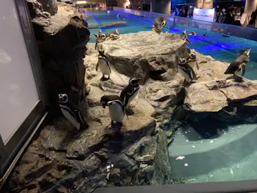 すみだ水族館に投稿された画像（2023/1/8）