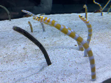 すみだ水族館に投稿された画像（2023/1/8）