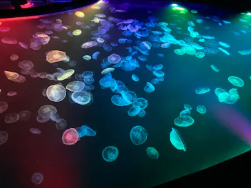 すみだ水族館に投稿された画像（2023/1/8）