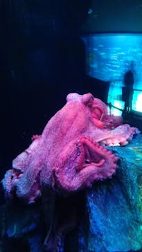 サンシャイン水族館に投稿された画像（2023/1/8）