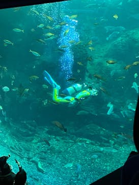 新江ノ島水族館に投稿された画像（2023/1/8）