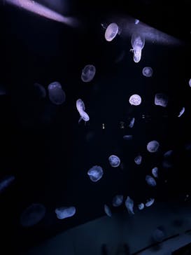 サンシャイン水族館に投稿された画像（2023/1/8）