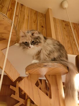 猫カフェモカ　池袋本店に投稿された画像（2023/1/8）