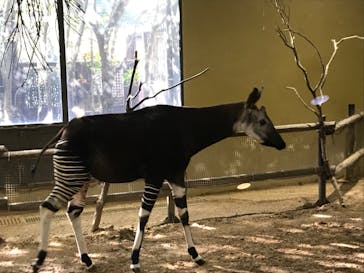 よこはま動物園ズーラシアに投稿された画像（2023/1/8）